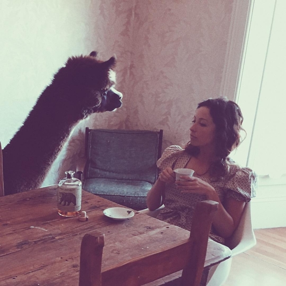 Meet your Posher, Belle - Picture 1 of 1